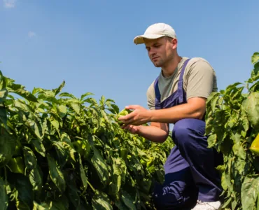 Preparing for Winter: A Checklist for Australian Growers