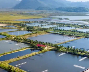 Humpty Doo Barramundi story