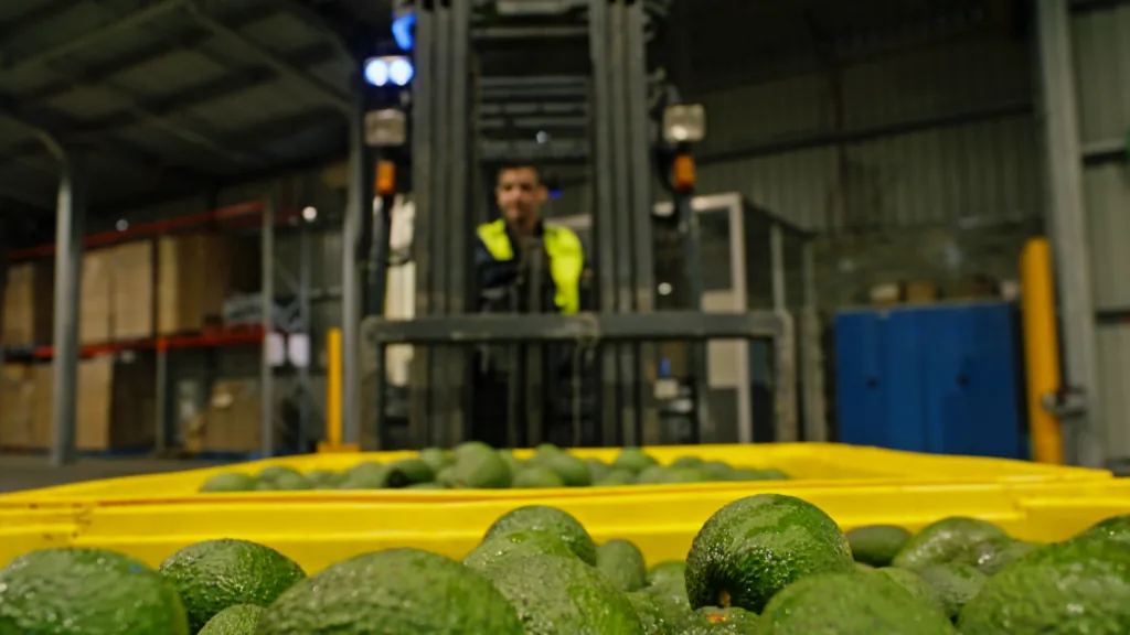 Avorama avocado packing operation